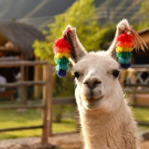 animal-colorful-cute-llama-pet-south-america-vibrant-funny-alpaca-peru-ear-rings_t20_rRV1GX-min